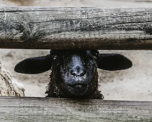 La “pecora nera” nelle costellazioni familiari